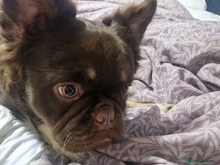 French Bulldog dogs Fluffy french bulldog - Advert 8