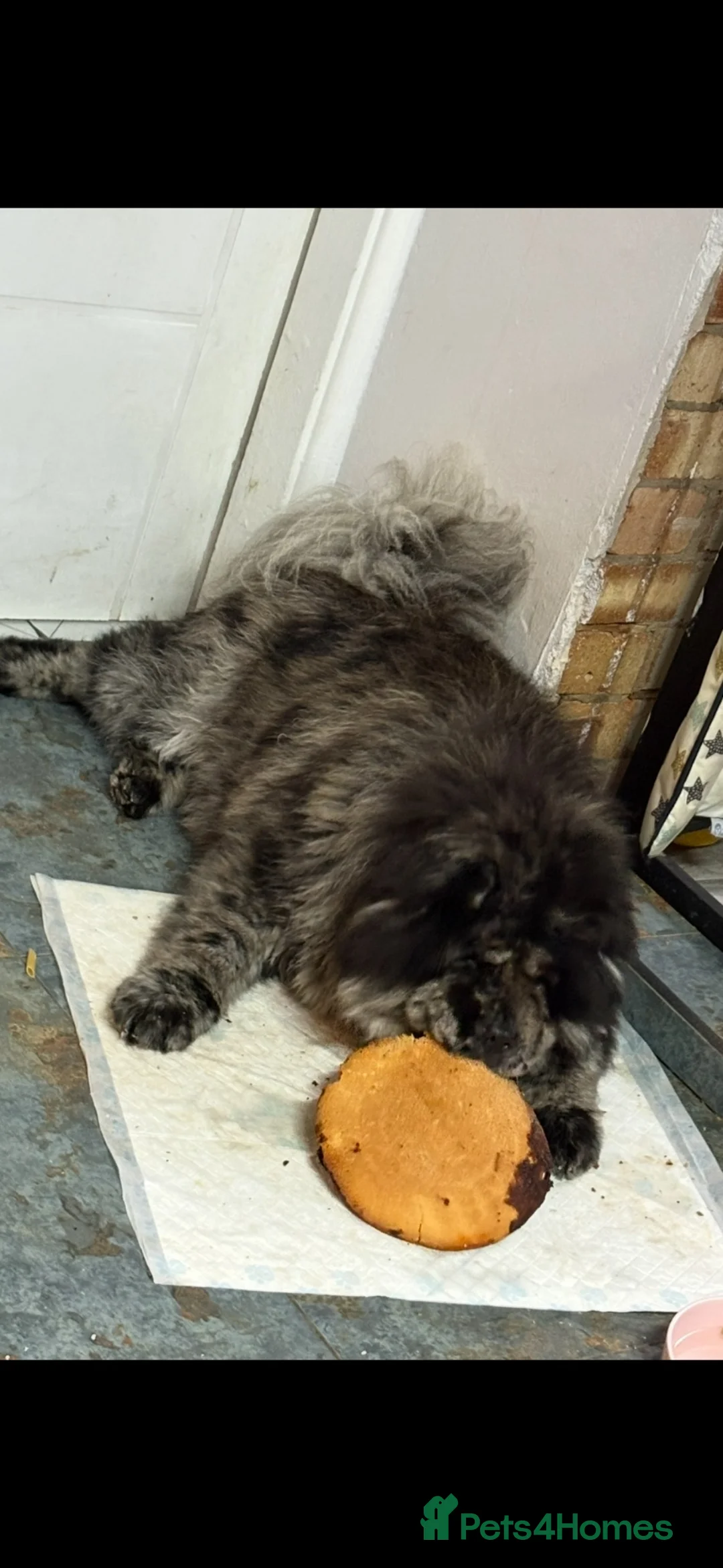 Chow Chow dogs for sale: Chow chow brother and sister - Advert 2