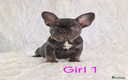 French Bulldog dogs for sale: Classic French Bulldog Puppies  - Image 11