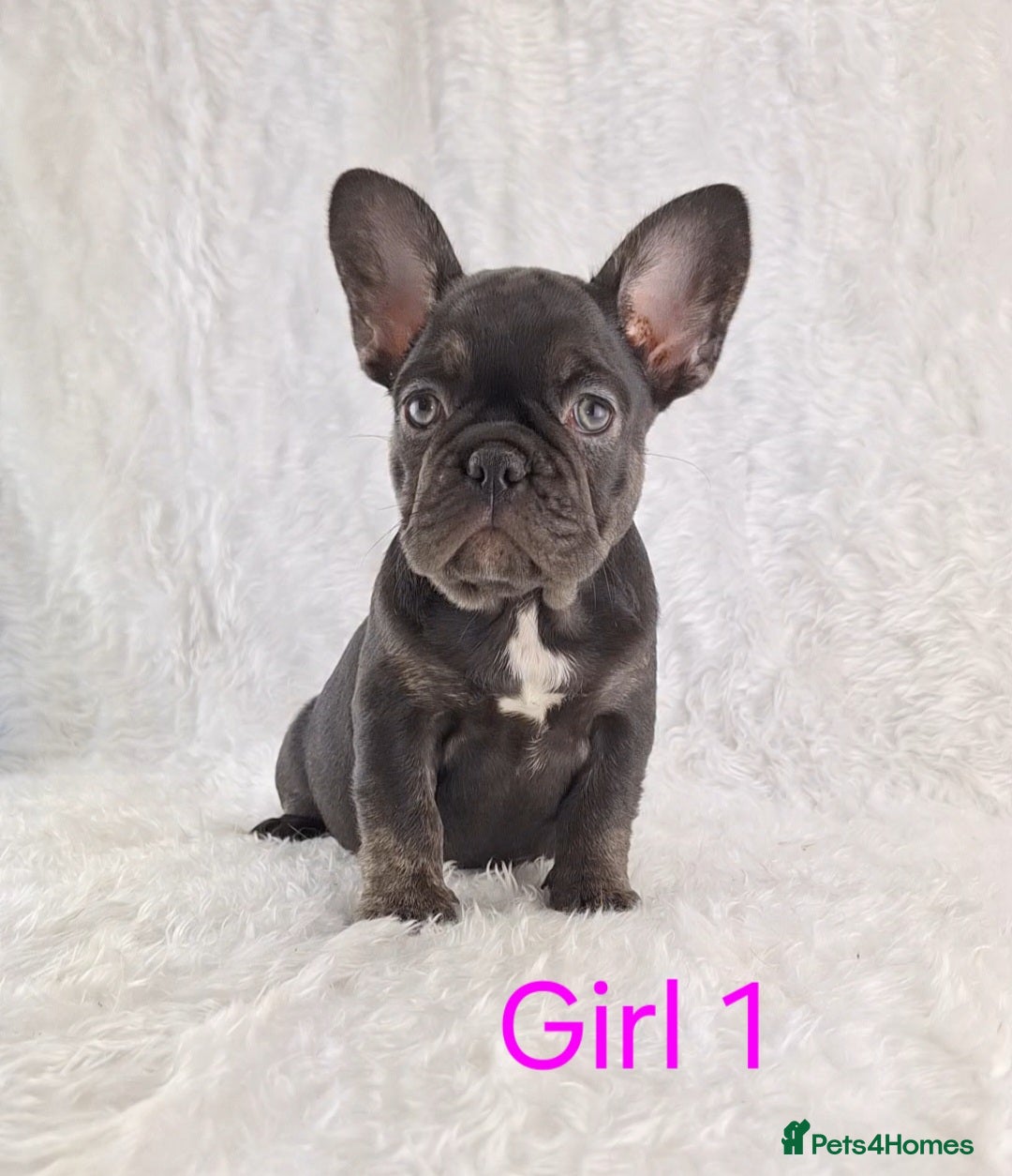 French Bulldog dogs for sale: Classic French Bulldog Puppies  - Image 11