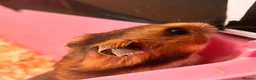 Hamster rodents for sale: Super friendly Siberian Hamster 🐹💕 - Advert 3