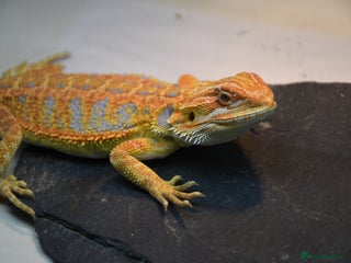 Bearded Dragon reptiles Various Hi End Bearded Dragons - Advert 2