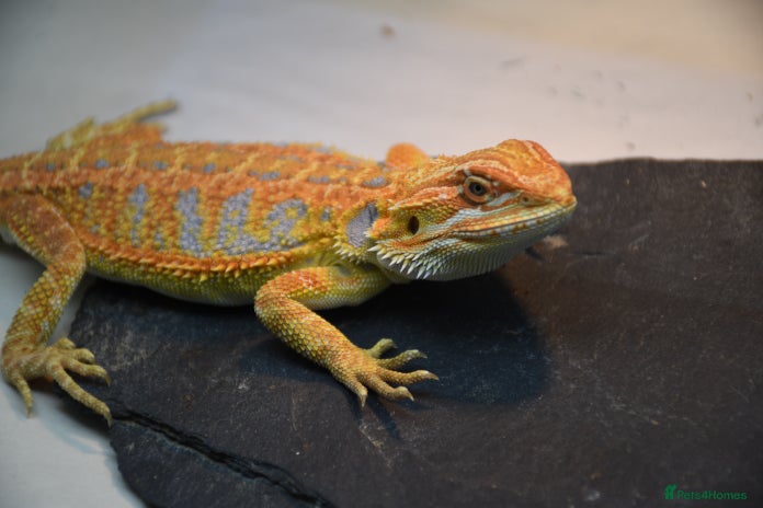 Bearded Dragon reptiles Various Hi End Bearded Dragons - Advert 1