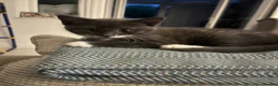 Mixed Breed cats for sale: Grey Male kitten  - Advert 3