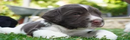 English Springer Spaniel dogs for sale: Beautiful Springer Spaniel Puppies For Sale  - Advert 3