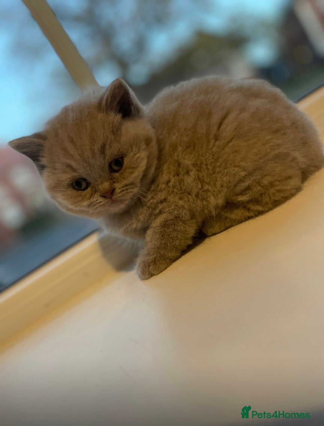 British Shorthair cats for sale: Champion line lilac British shorthair kittens - Advert 4