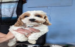 Cavapoo dogs for sale: Beautiful black and white cavapoo’s puppies - Advert 5