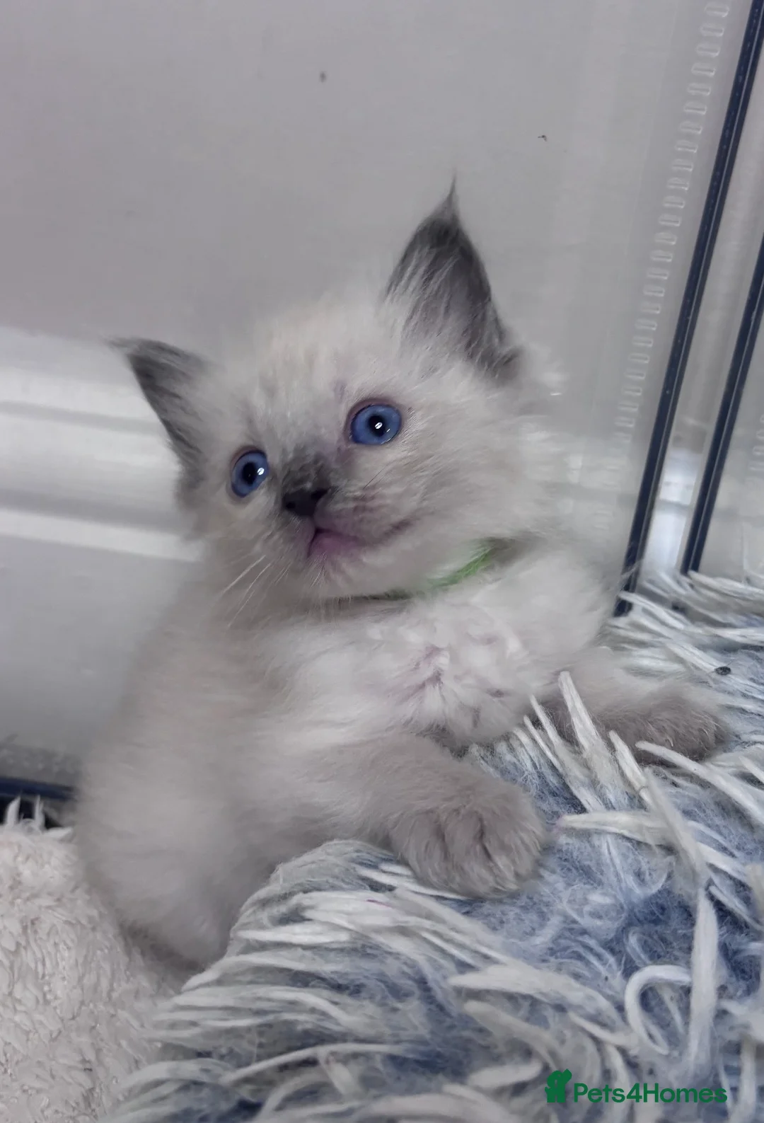 Ragdoll cats for sale: 5 beautiful ragdoll babies 🩷🩷🩷🩵🩵 - Advert 2