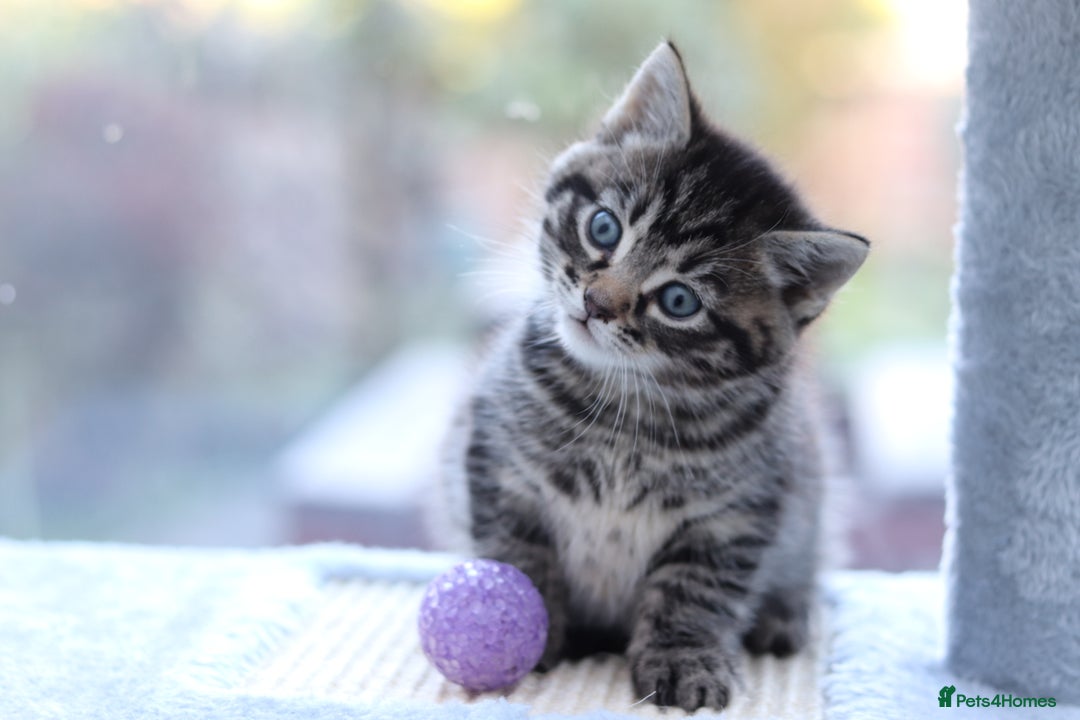 Mixed Breed cats for sale: Adorable Kittens - Advert 4