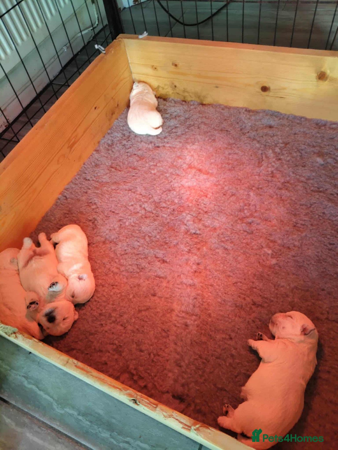 West Highland Terrier dogs for sale: West Highland Terrier Puppies - Advert 9