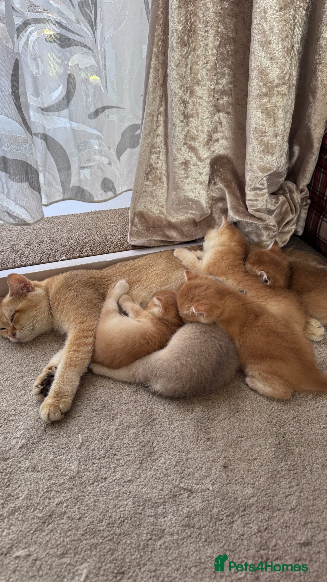 British Shorthair cats for sale: GCCF BSH GOLDEN BLACK TIPPED NY12 KITTENS - Image 30