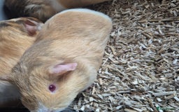 Guinea Pig rodents for sale: Silkie x American bonded sisters  - Advert 3