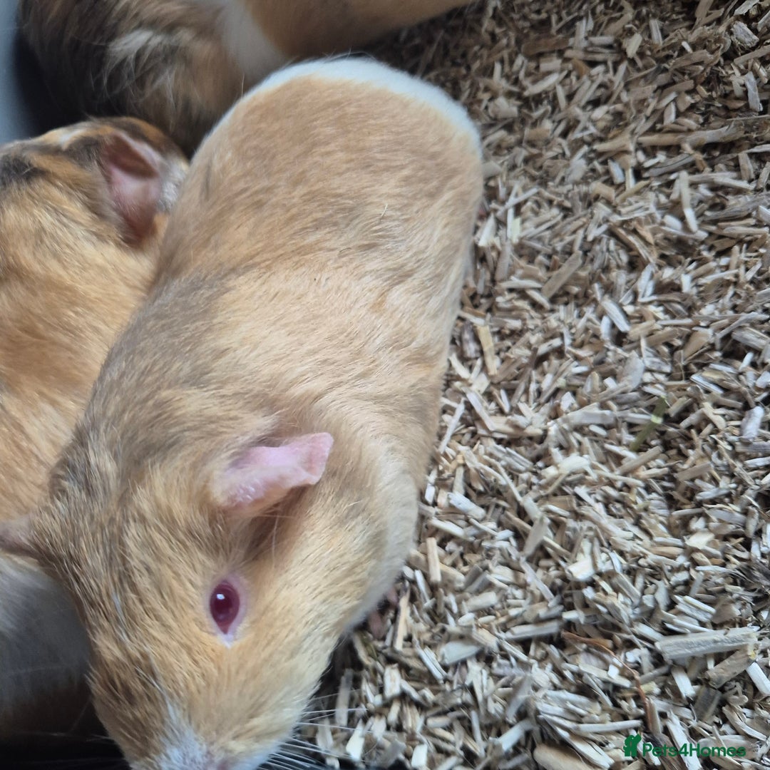 Guinea Pig rodents for sale: Silkie x American bonded sisters  - Advert 3