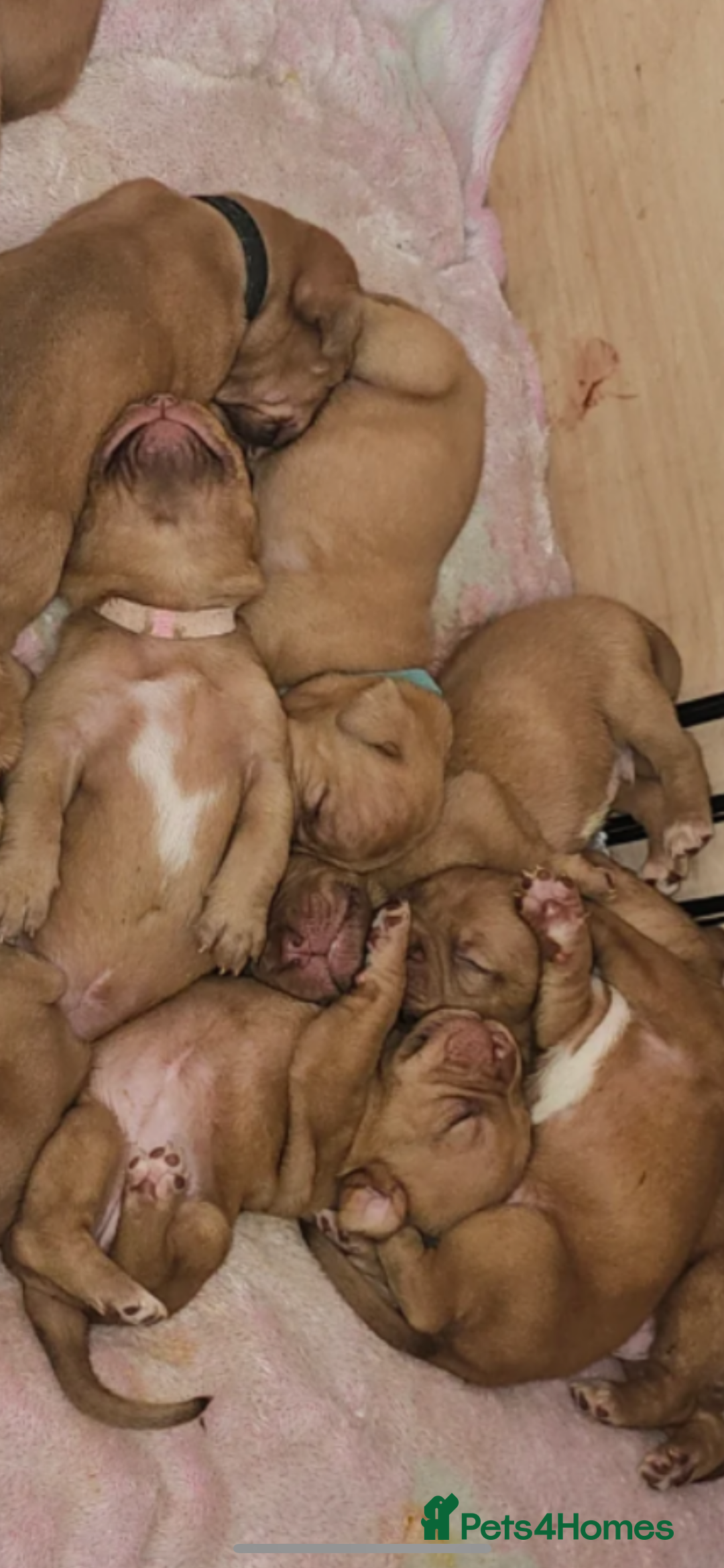 Staffordshire Bull Terrier dogs for sale: Staffordshire bull terrier puppies - Image 1