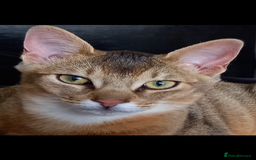 Chausie cats for sale: Savannah x chausie  - Image 7