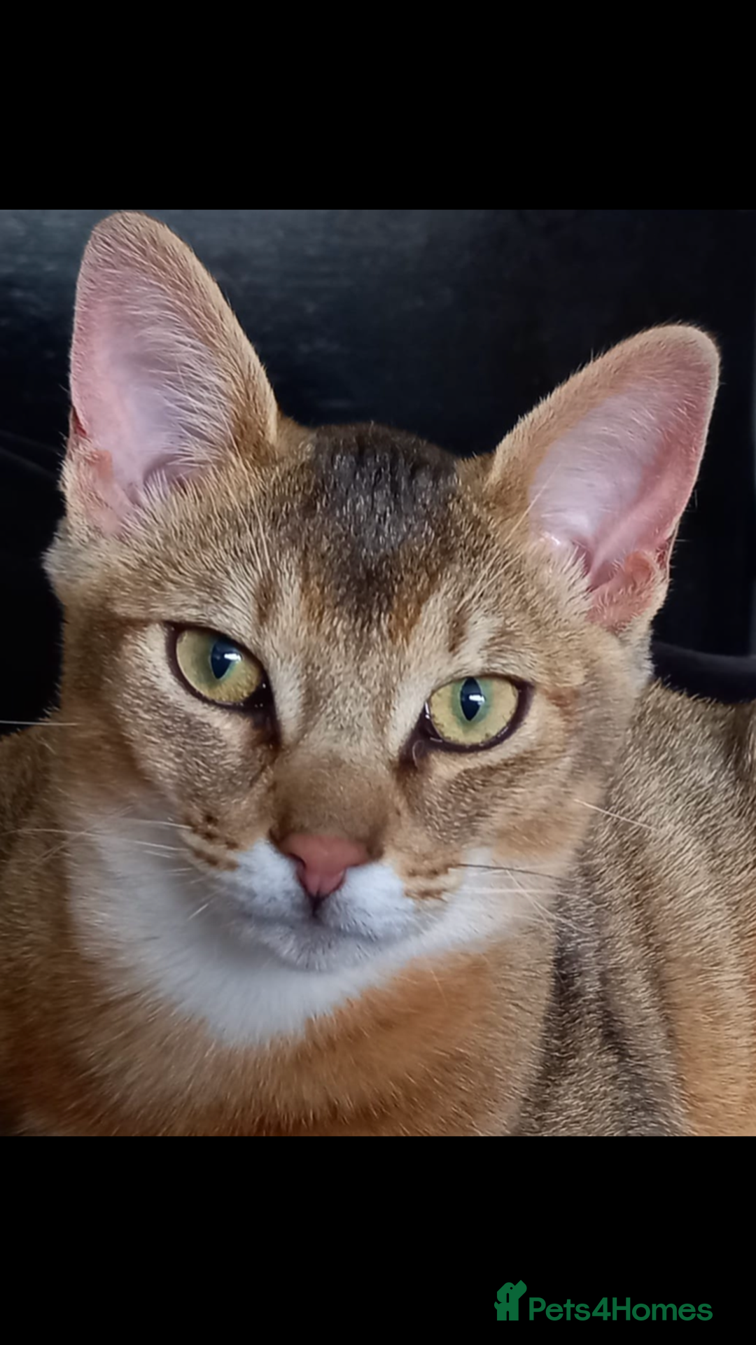 Chausie cats for sale: Savannah x chausie  - Image 7