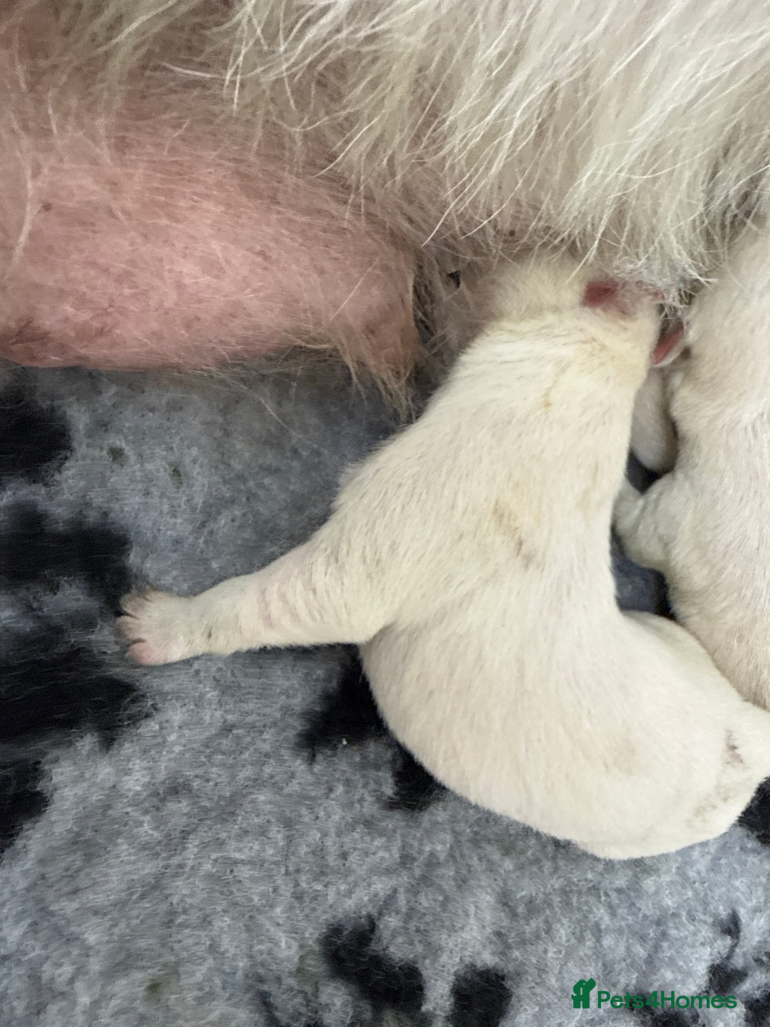 West Highland Terrier dogs Beautiful otter of 9 Westie puppies  - Advert 2