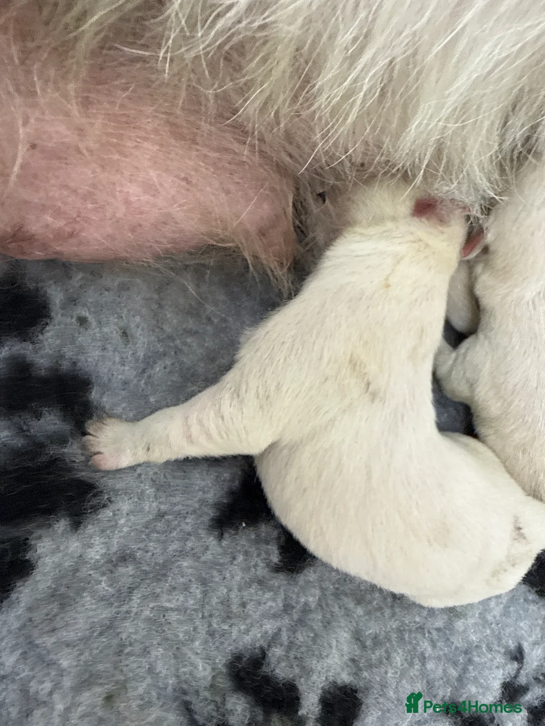 West Highland Terrier dogs for sale: Beautiful otter of 9 Westie puppies  - Advert 2