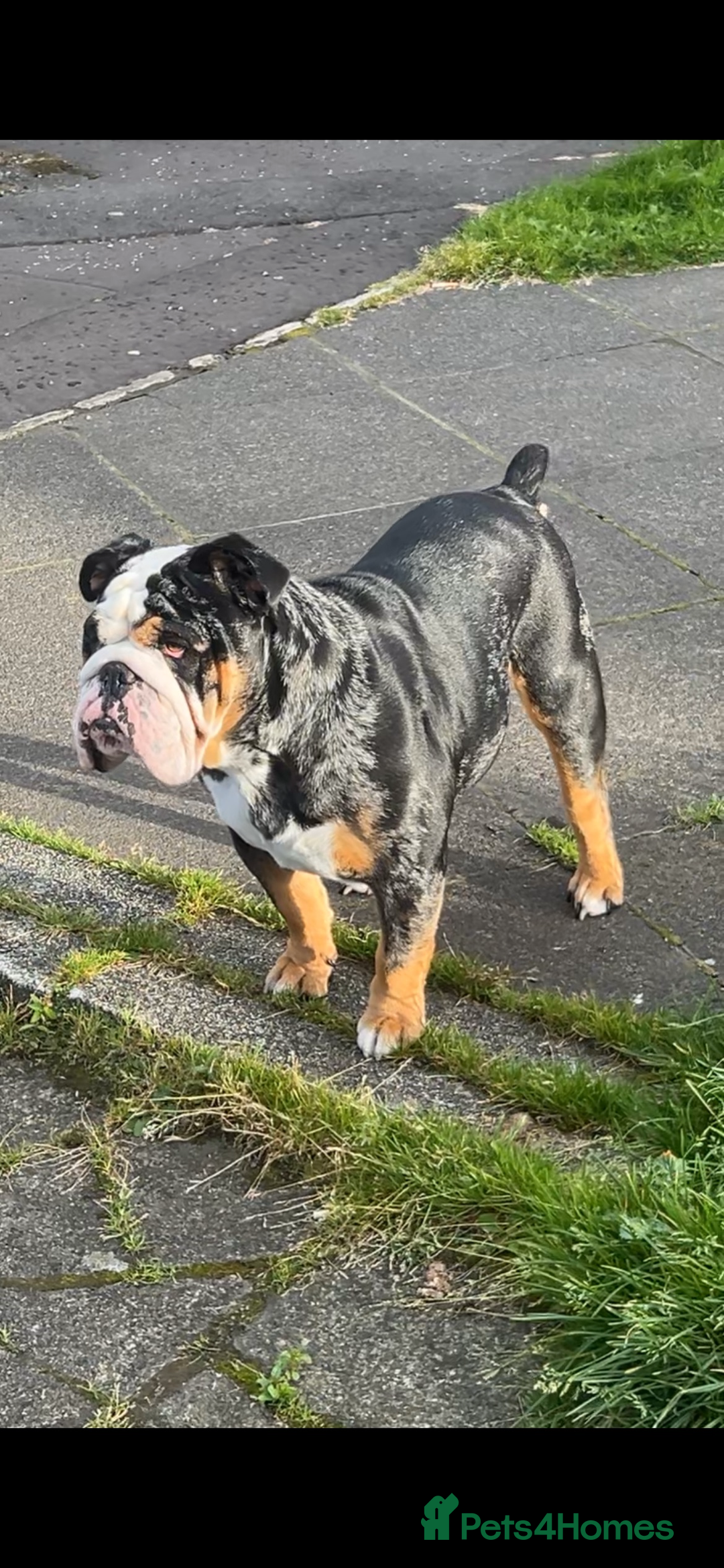 English Bulldog dogs for sale: English bulldog puppies  - Image 1
