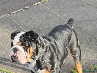 English Bulldog dogs - Advert 4