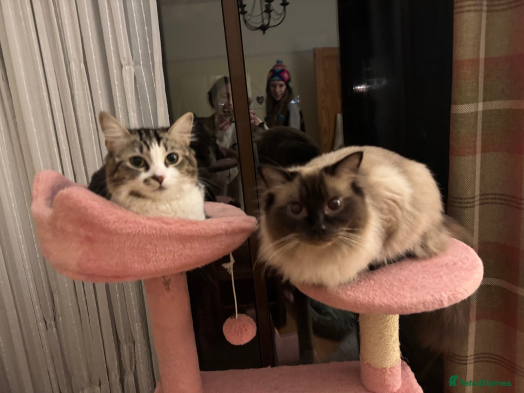 Ragdoll cats for sale: Chocolate Cinnamon Ragdoll  - Advert 2