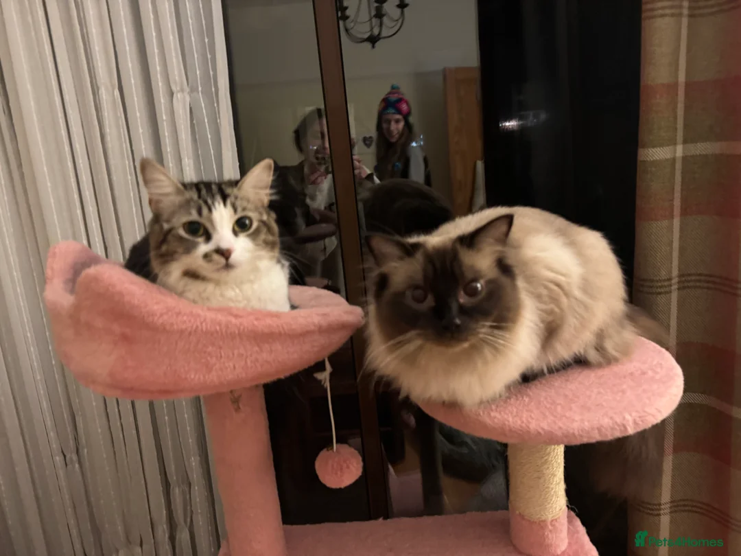 Ragdoll cats for sale: 🤍chocolate cinnamon mitted Ragdoll  - Advert 3