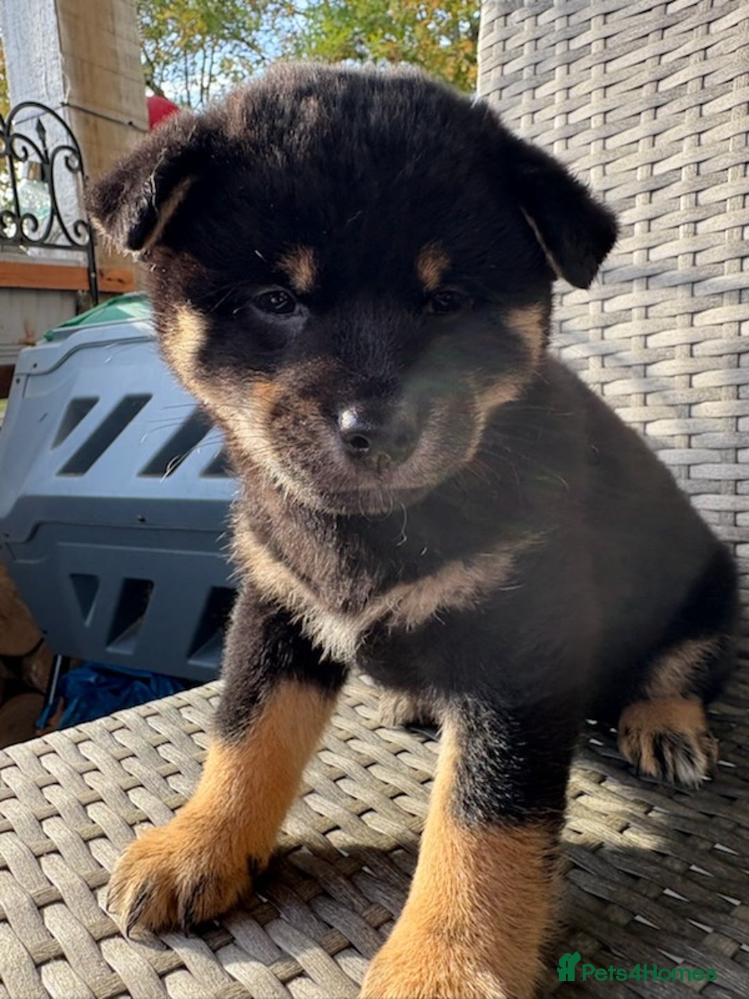 Japanese Shiba Inu dogs for sale: Multi champion Japanese Shiba Inu’s - Image 16