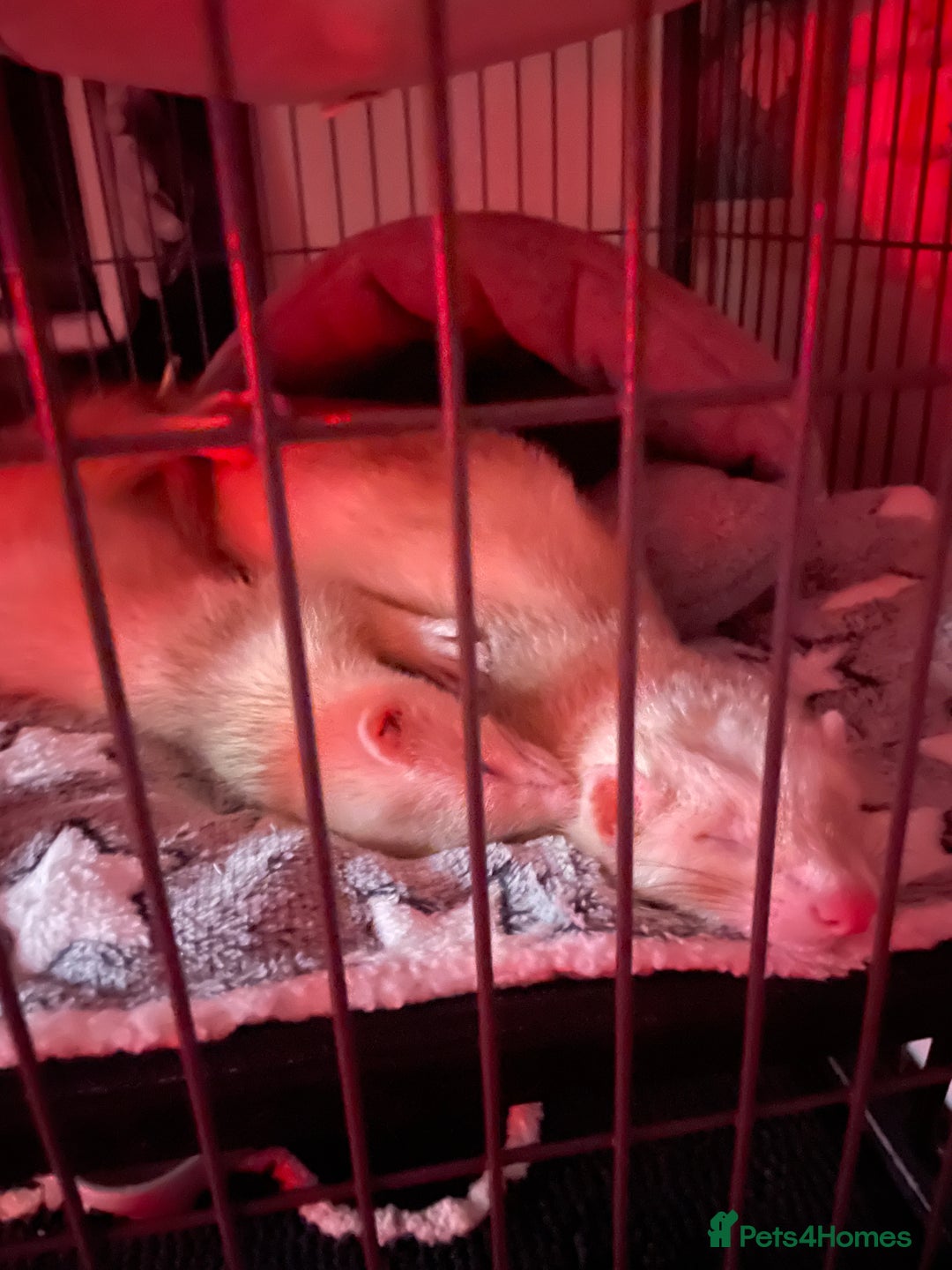 Ferret rodents for sale: 2 angora ferrets one male one female  - Advert 5