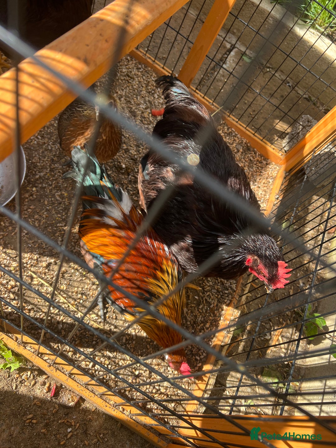 Chickens poultry for sale: 2 Rhode Island’s  - Image 1