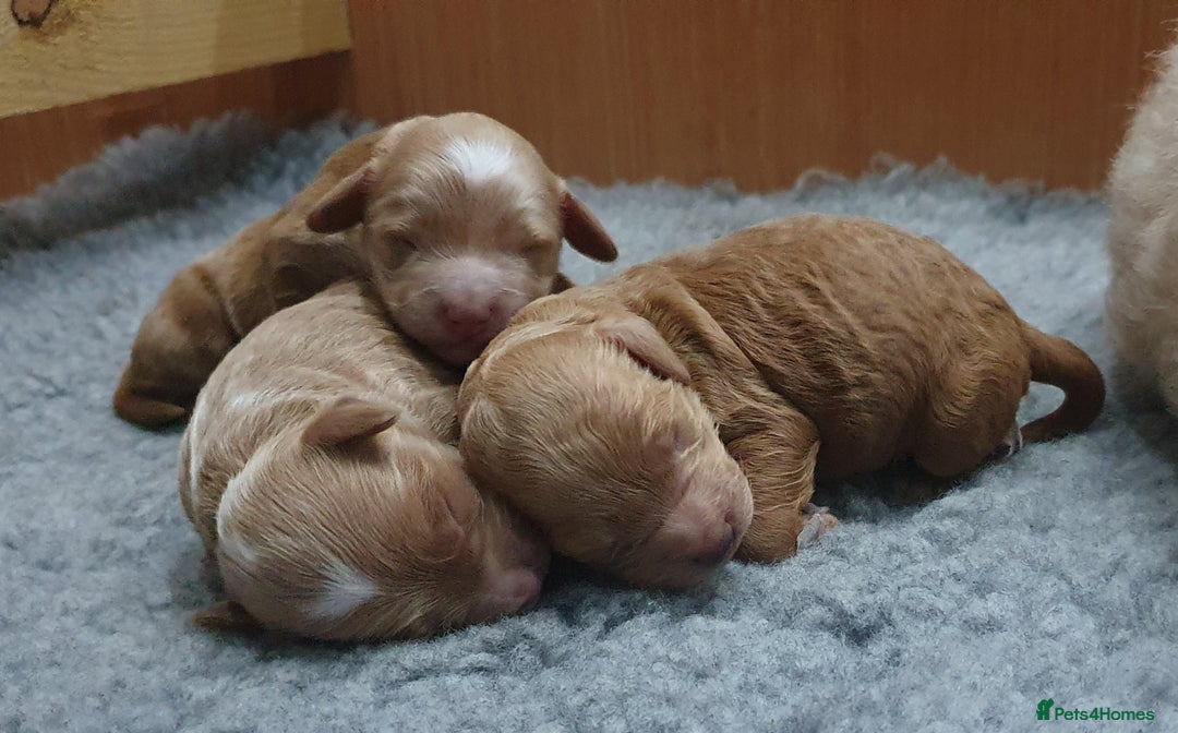 Cockapoo dogs for sale: Top quality F1b Toy Cockapoo puppies - Advert 11