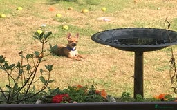 Chihuahua dogs for sale: Beautiful family friendly chihuahua  - Image 2