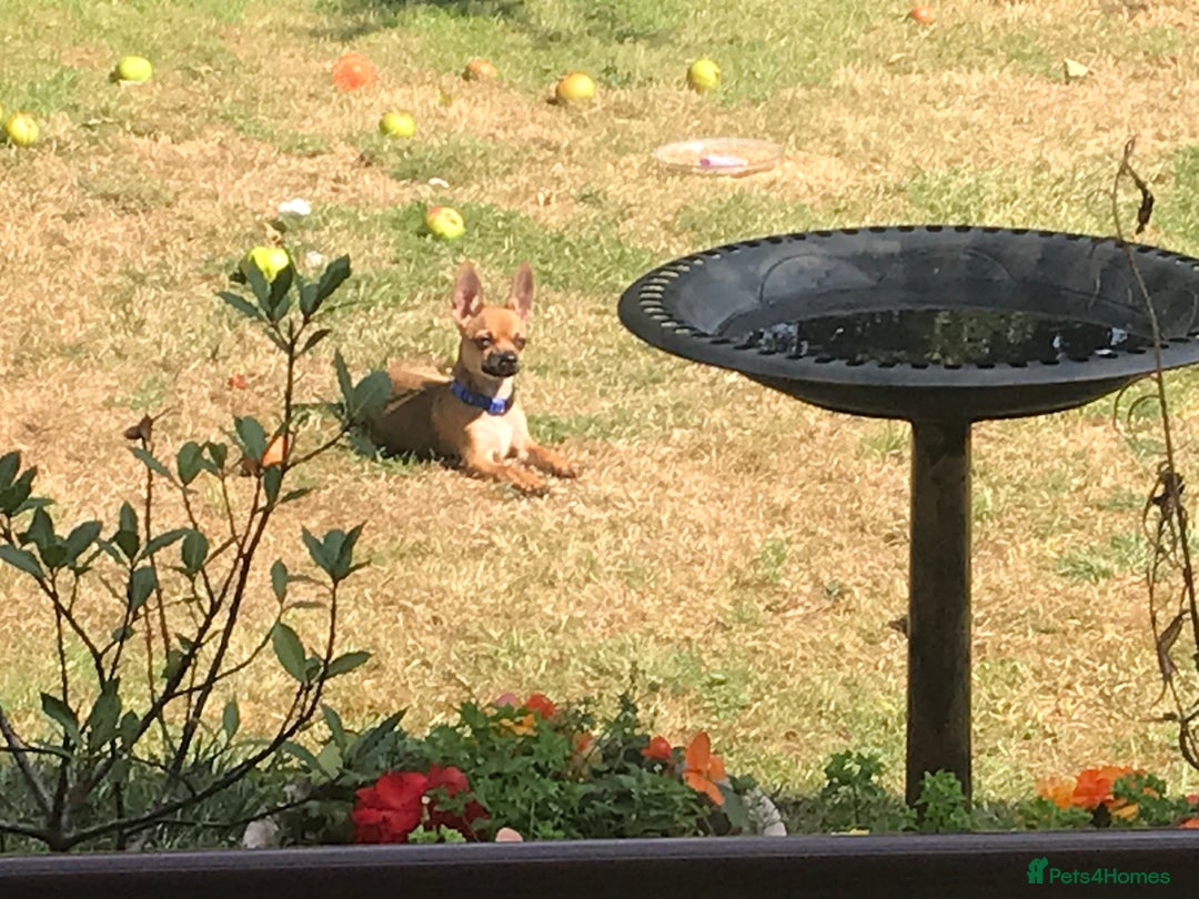 Chihuahua dogs for sale: Beautiful family friendly chihuahua  - Image 2