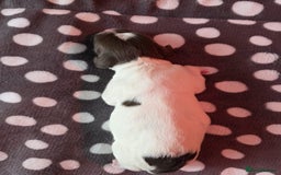 English Springer Spaniel dogs for sale: KC registered English Springer Spaniel puppies - Image 9