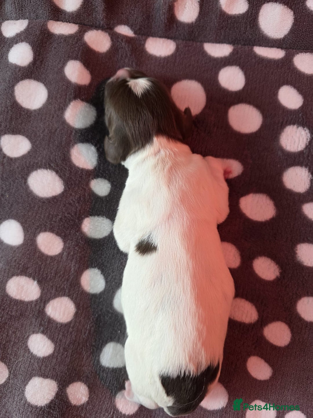 English Springer Spaniel dogs for sale: KC registered English Springer Spaniel puppies - Image 9