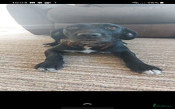 Patterdale Terrier dogs for sale: Patterdale Puppies  - Image 8