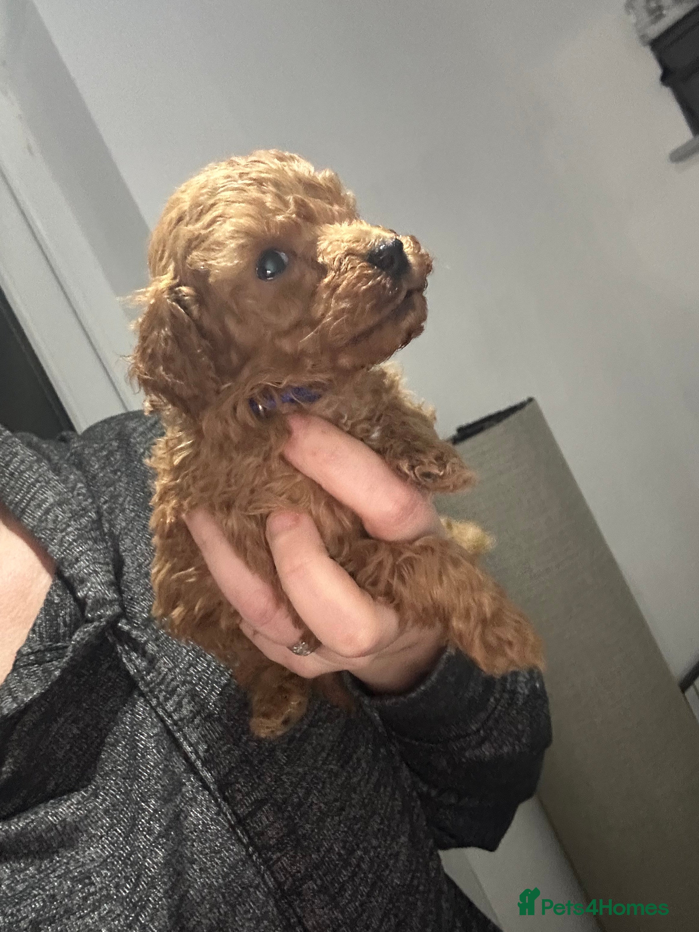 Toy Poodle dogs Tiny red toy poodles, kc dna health clear parents  - Advert 1