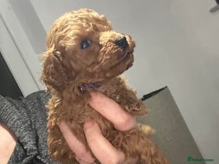 Toy Poodle dogs Tiny red toy poodles, kc dna health clear parents - Advert 5