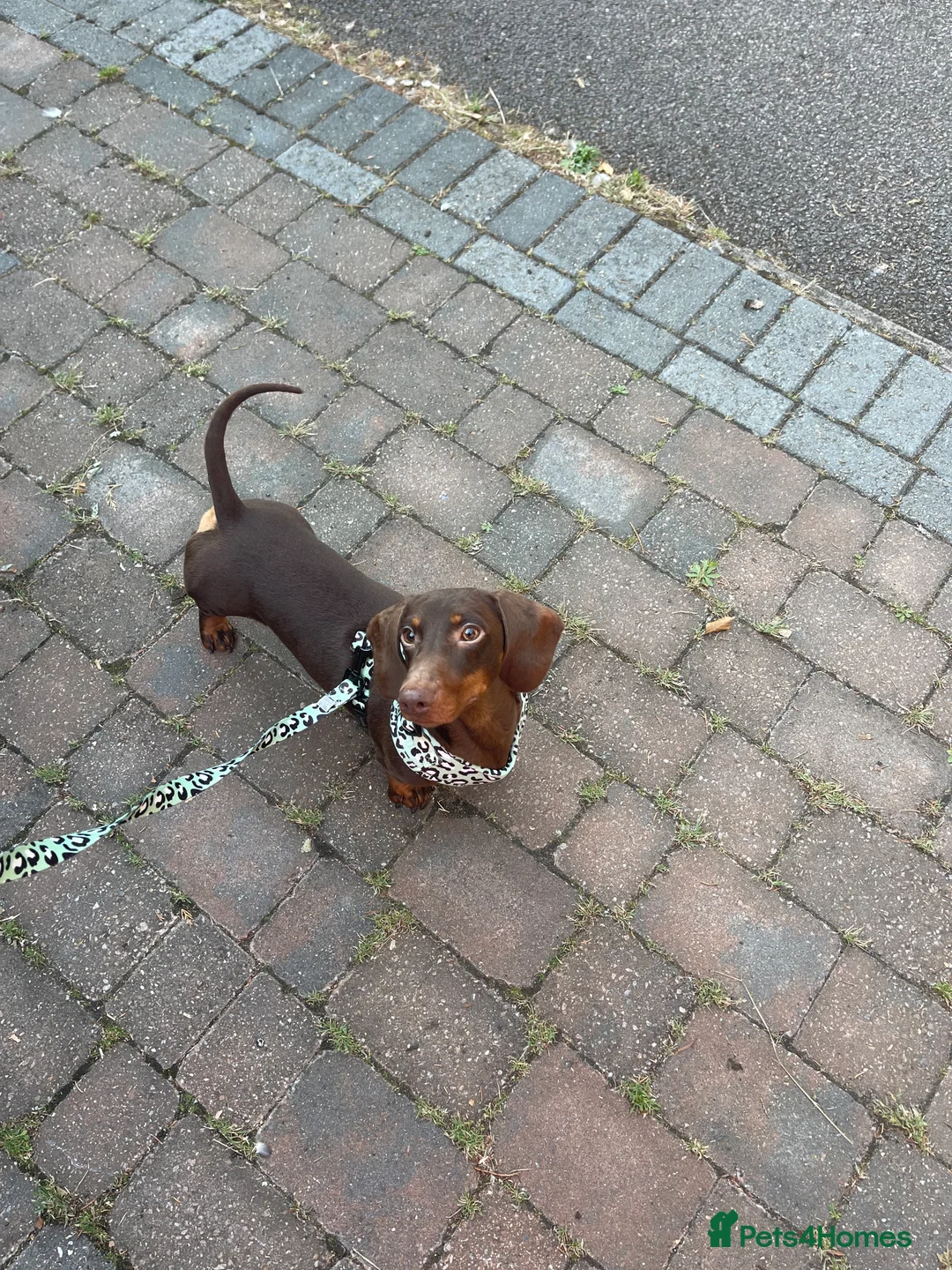 Miniature Dachshund dogs for stud: STUNNING MINIATURE DACHSHUND AVAILABLE AT STUD in Grays - Advert 30