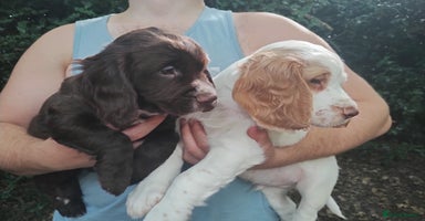 Cocker Spaniel dogs - Advert 14