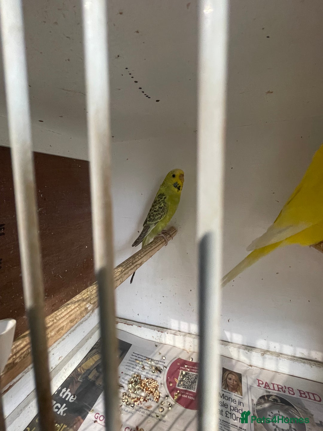 Budgerigars birds for sale: Budgies  - Image 5