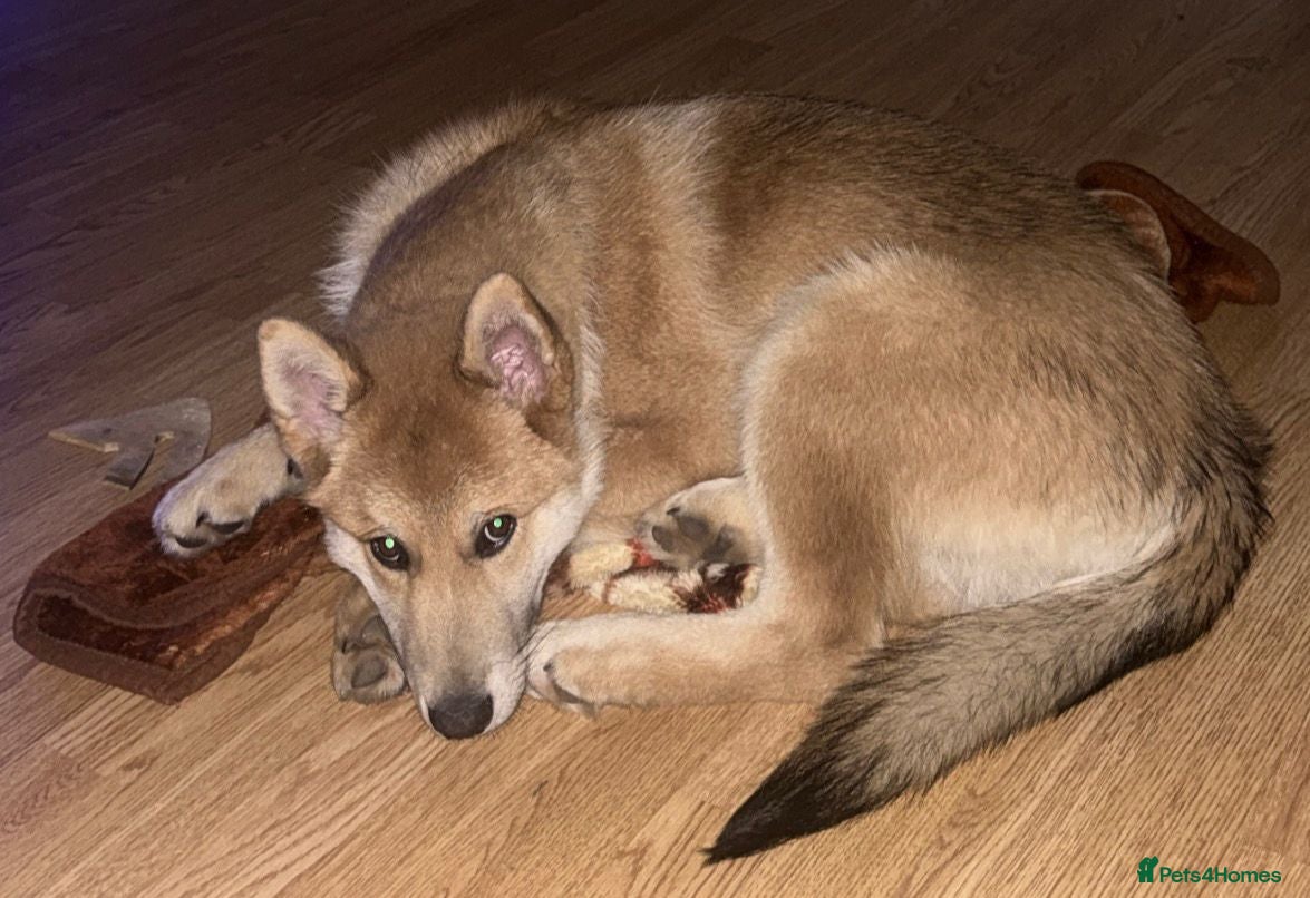 Mixed Breed dogs Wolfdog/Akita pupy (1 boy) - Advert 1