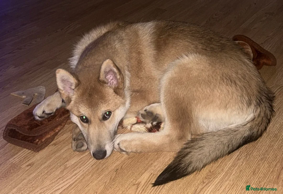 Mixed Breed dogs for sale: Wolfdog/Akita pupy (1 boy) - Advert 1