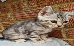 Bengal cats for sale: Female and male Bengal kittens - Advert 23