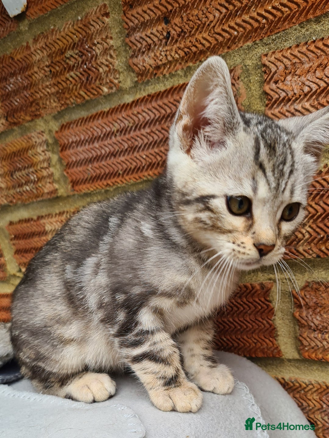 Bengal cats for sale: Female and male Bengal kittens - Advert 23