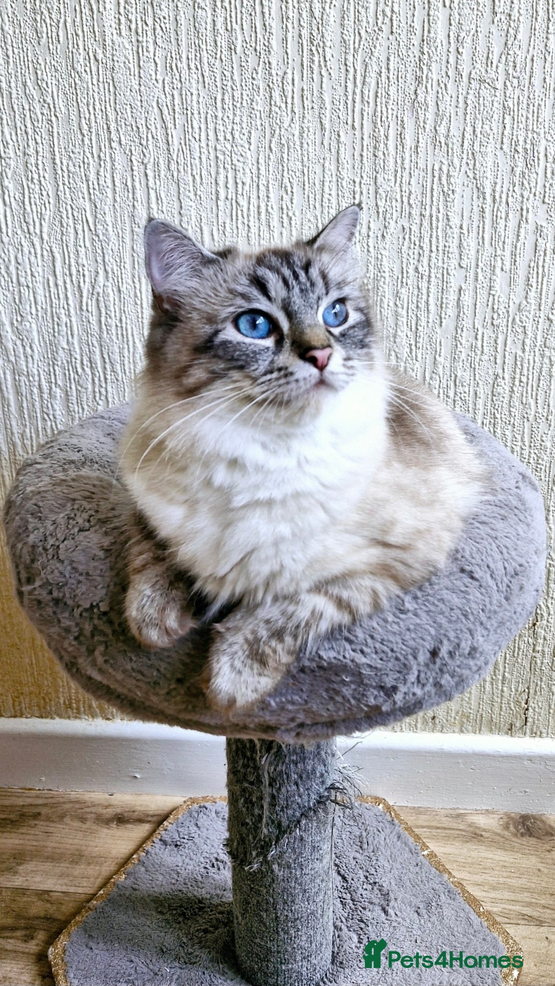 Ragdoll cats for sale: 🐾 Gorgeous Ragdoll Kittens.Ready 22nd December 🐾 - Image 8