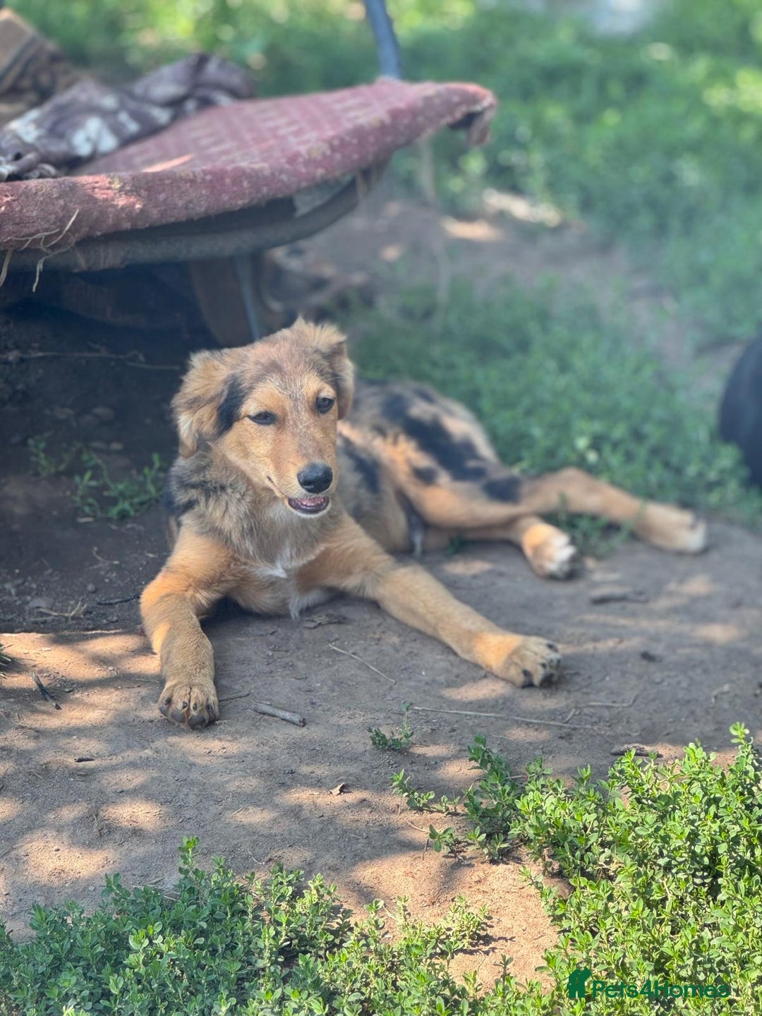 Mixed Breed dogs for adoption: JASPER - a Superb Puppy Boy, for a Loving Home - Image 32