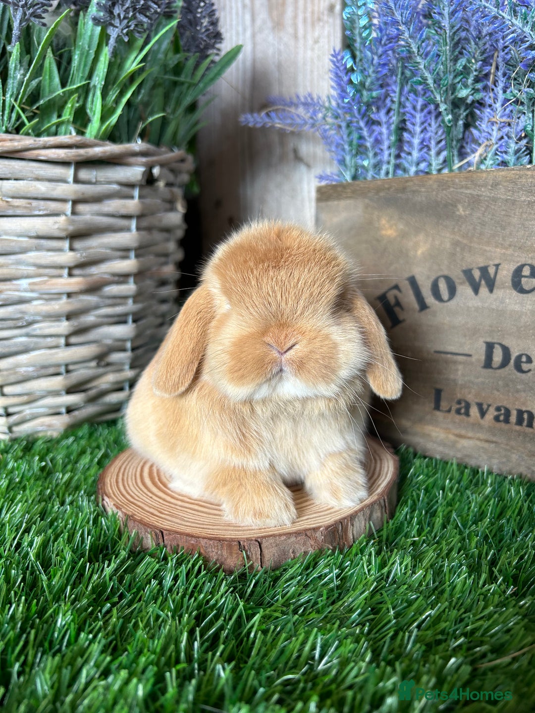 Mini Lop rabbits for sale: ⭐️ FRIENDLY PUREBRED MINI LOP BUNNIES ⭐️ - Image 18