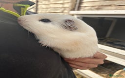 Guinea Pig rodents for sale: Guinea pigs for sale - Image 2