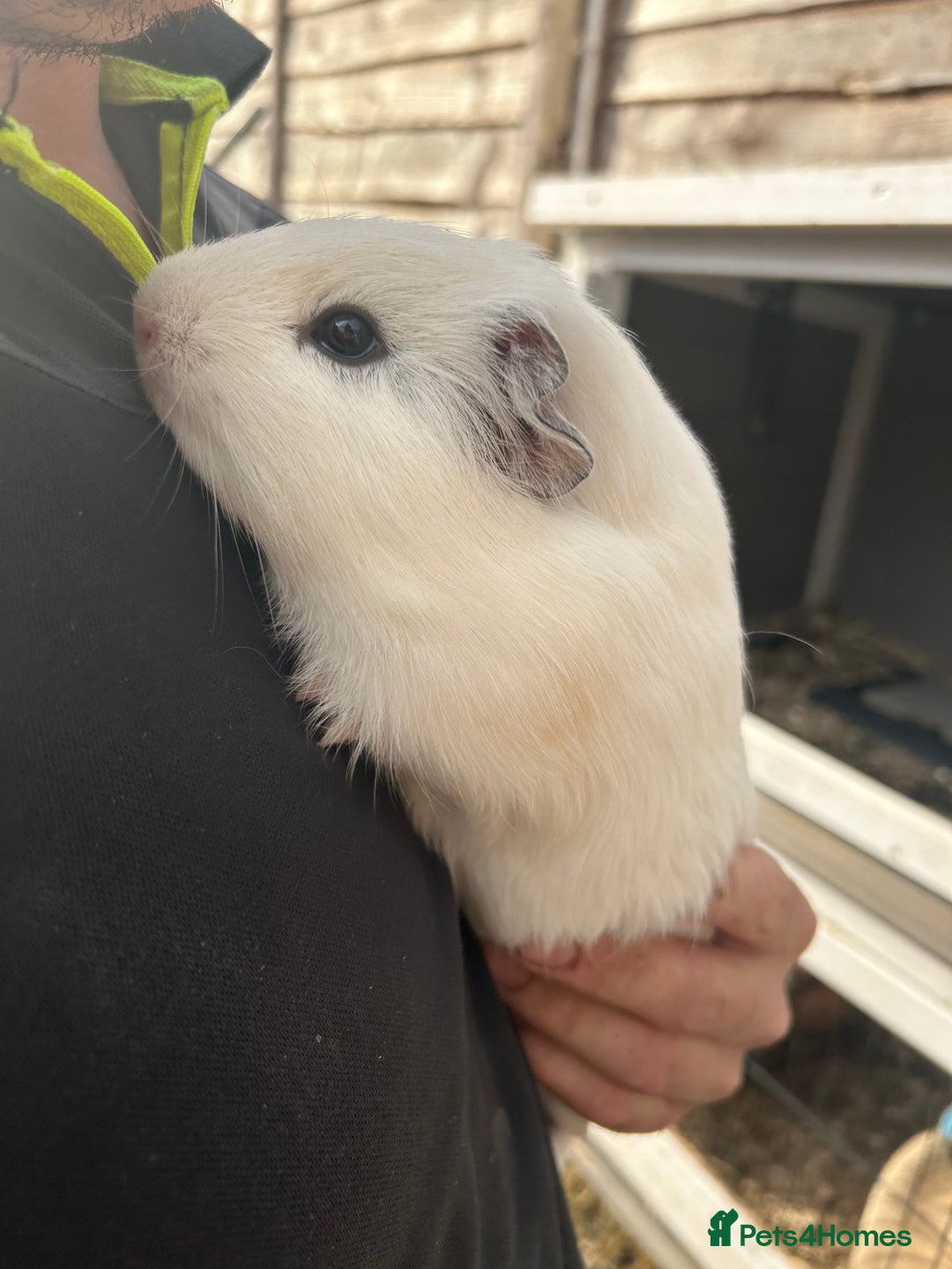 Guinea Pig rodents for sale: Guinea pigs for sale - Image 2