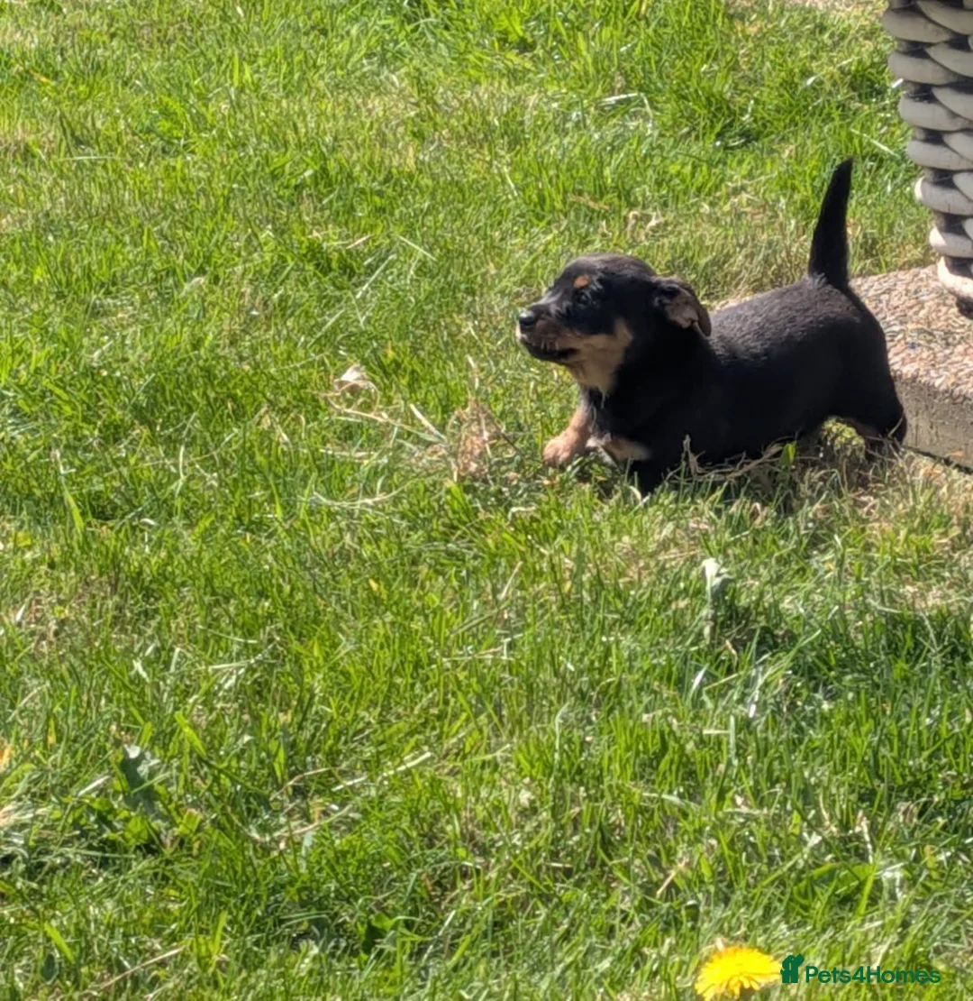 Mixed Breed dogs for sale: Dahs x Pom pups  in Nottingham - Advert 2